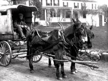 Mule Team And Carriage