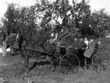 Horse Drawn Carriage In Front Of An Apple Tree