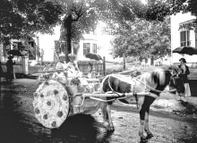 Kids On A Horse Drawn Carriage